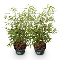 Green boutiQ - Grassen - Fargesia scabrida Asian Wonder - Niet Woekerende Bamboe - Bladhoudend - Groen - 2 Planten - Pot 23 cm - Hoogte 80 cm