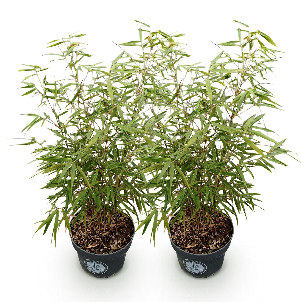 Green boutiQ - Grassen - Fargesia scabrida Asian Wonder - Niet Woekerende Bamboe - Bladhoudend - Groen - 2 Planten - Pot 23 cm - Hoogte 80 cm