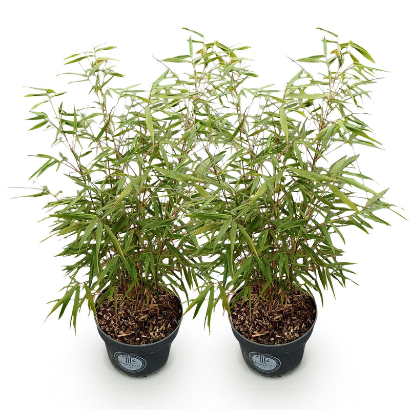 Green boutiQ - Grassen - Fargesia scabrida Asian Wonder - Niet Woekerende Bamboe - Bladhoudend - Groen - 2 Planten - Pot 23 cm - Hoogte 80 cm