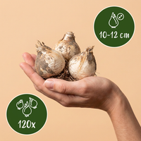 120x Allium Purple Sensation - Sierui - Paars - Zomerbloeier - Bolmaat 10/12