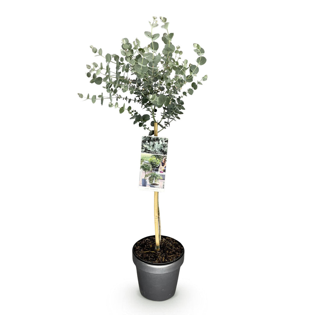 Green boutiQ - Eucalyptus gunnii 'Azura' sur tige - Plante de terrasse - Persistant - Rustique - Feuillage gris - Pot 19 cm, hauteur 90 cm