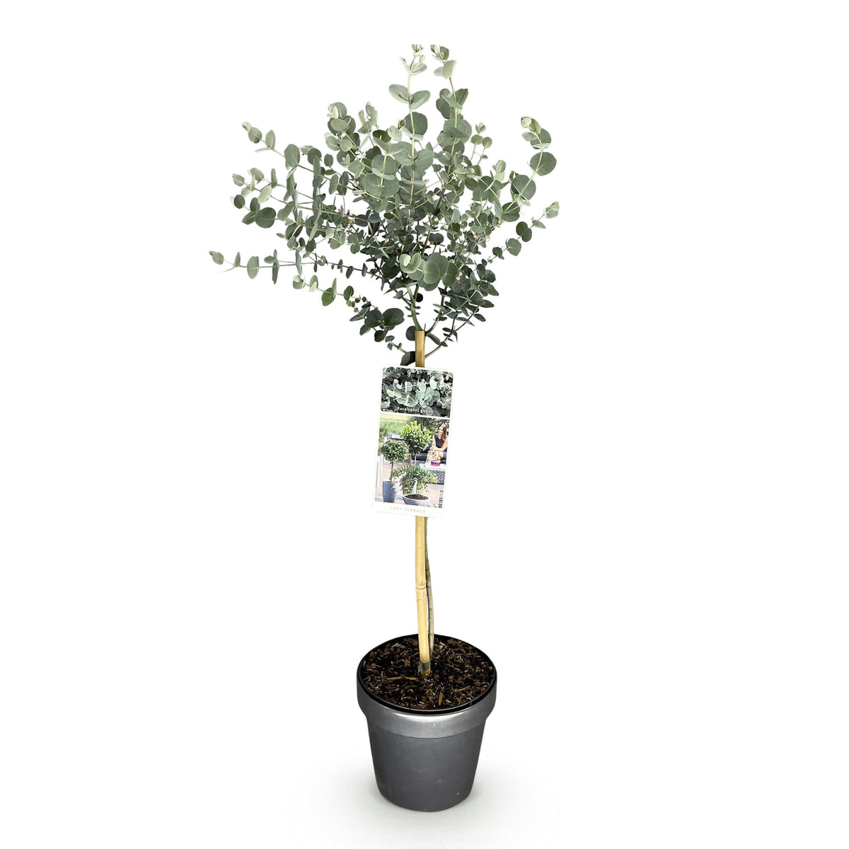 Green boutiQ - Eucalyptus gunnii 'Azura' sur tige - Plante de terrasse - Persistant - Rustique - Feuillage gris - Pot 19 cm, hauteur 90 cm
