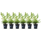 Green boutiQ - Haie de buis - BetterBuxus Babylon Beauty - Résistant à la maladie du buis - 6 plantes - 1 mètre linéaire - pot 13cm hauteur 30-35