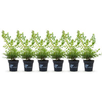 Green boutiQ - Buxus Haag - BetterBuxus Babylon Beauty - Resistant tegen de Buxus schimmel - 6 planten - 1 strekkende meter - pot 13cm hoogte 30-35