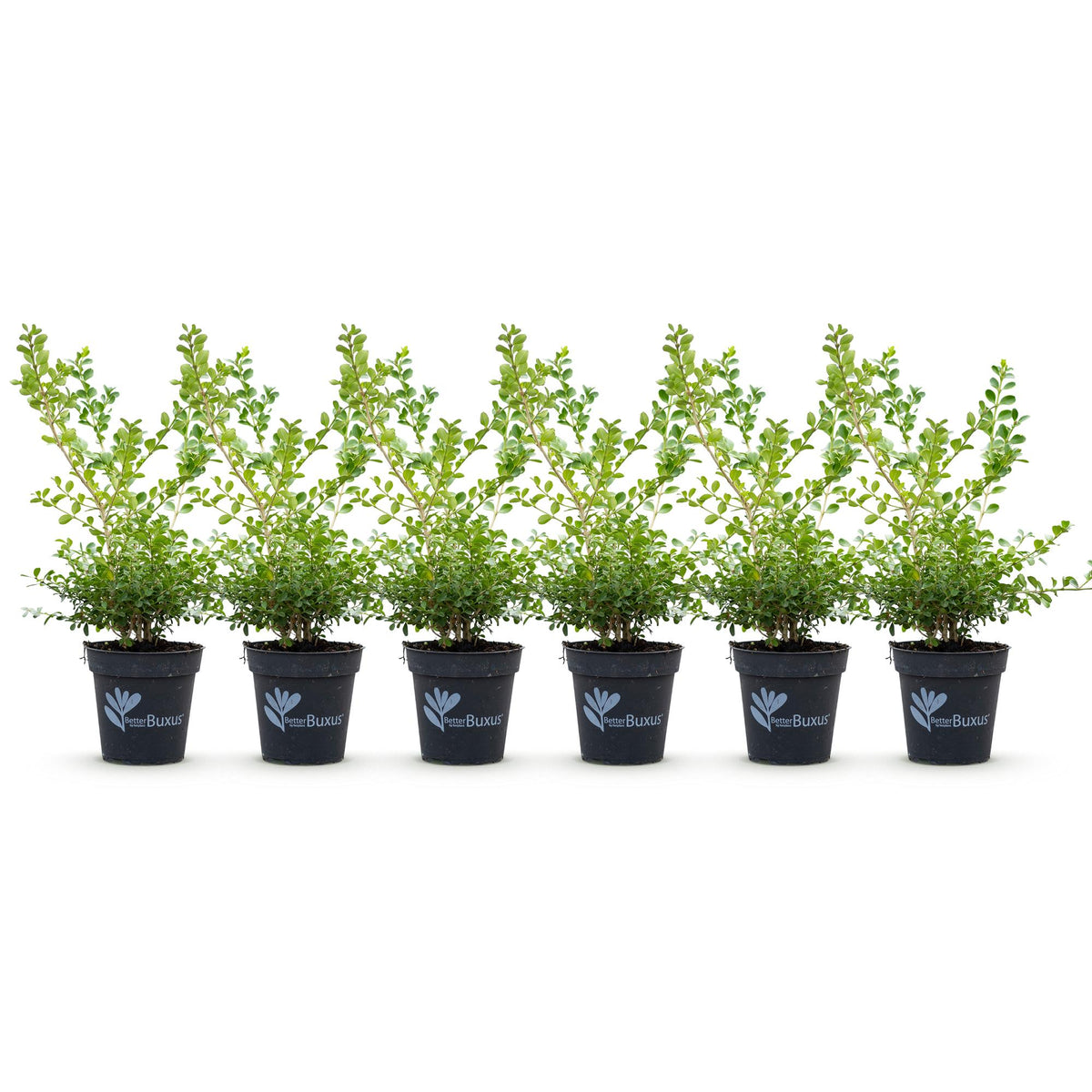 Green boutiQ - Haie de buis - BetterBuxus Babylon Beauty - Résistant à la maladie du buis - 6 plantes - 1 mètre linéaire - pot 13cm hauteur 30-35
