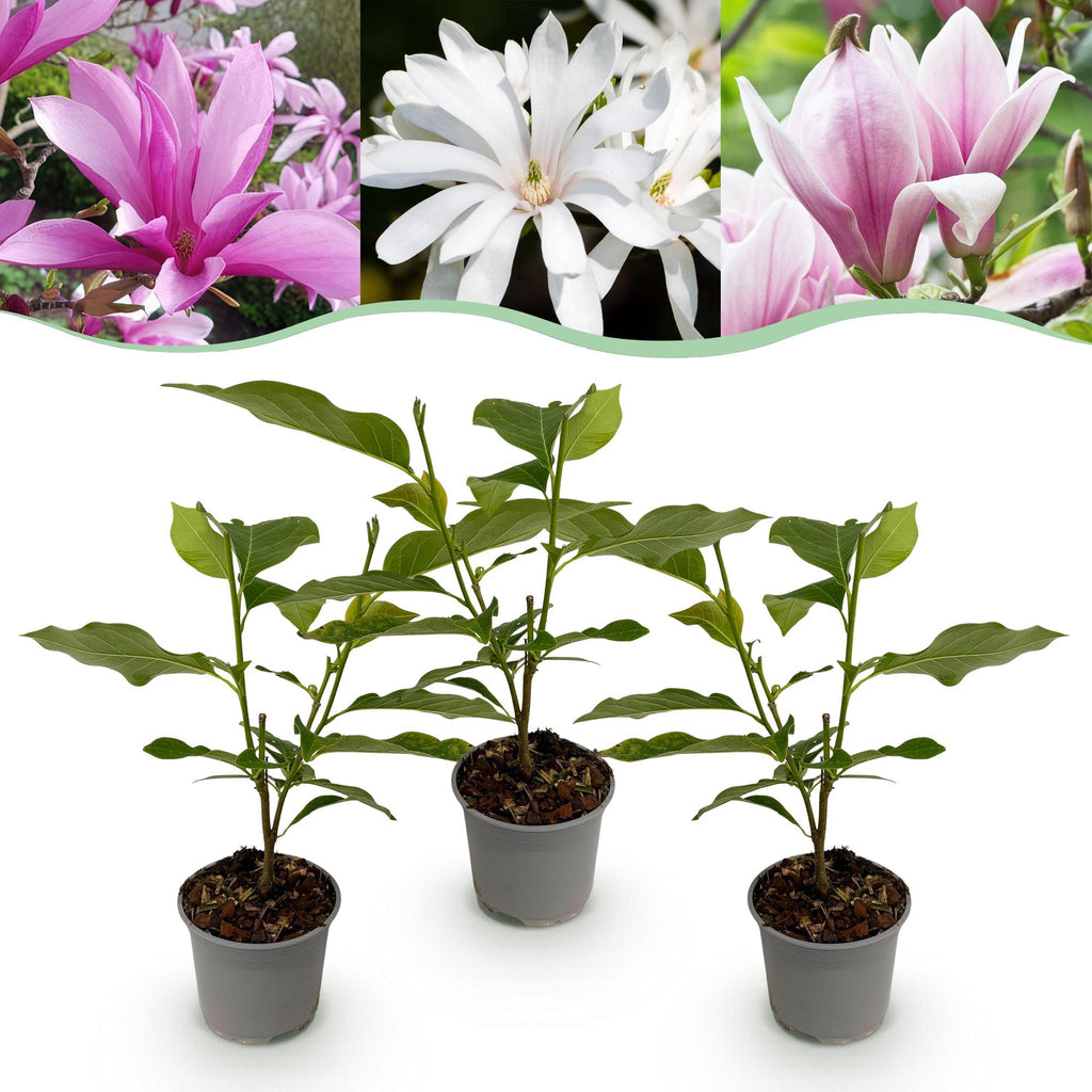Green boutiQ - Gartenpflanze - Magnolia Tricolour - Blüte Weiß-Rosa-Lila - 3 Pflanzen - Laubabwerfend - Pflegeleicht - Topf 12cm Höhe 30cm