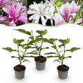 Green boutiQ - Gartenpflanze - Magnolia Tricolour - Blüte Weiß-Rosa-Lila - 3 Pflanzen - Laubabwerfend - Pflegeleicht - Topf 12cm Höhe 30cm