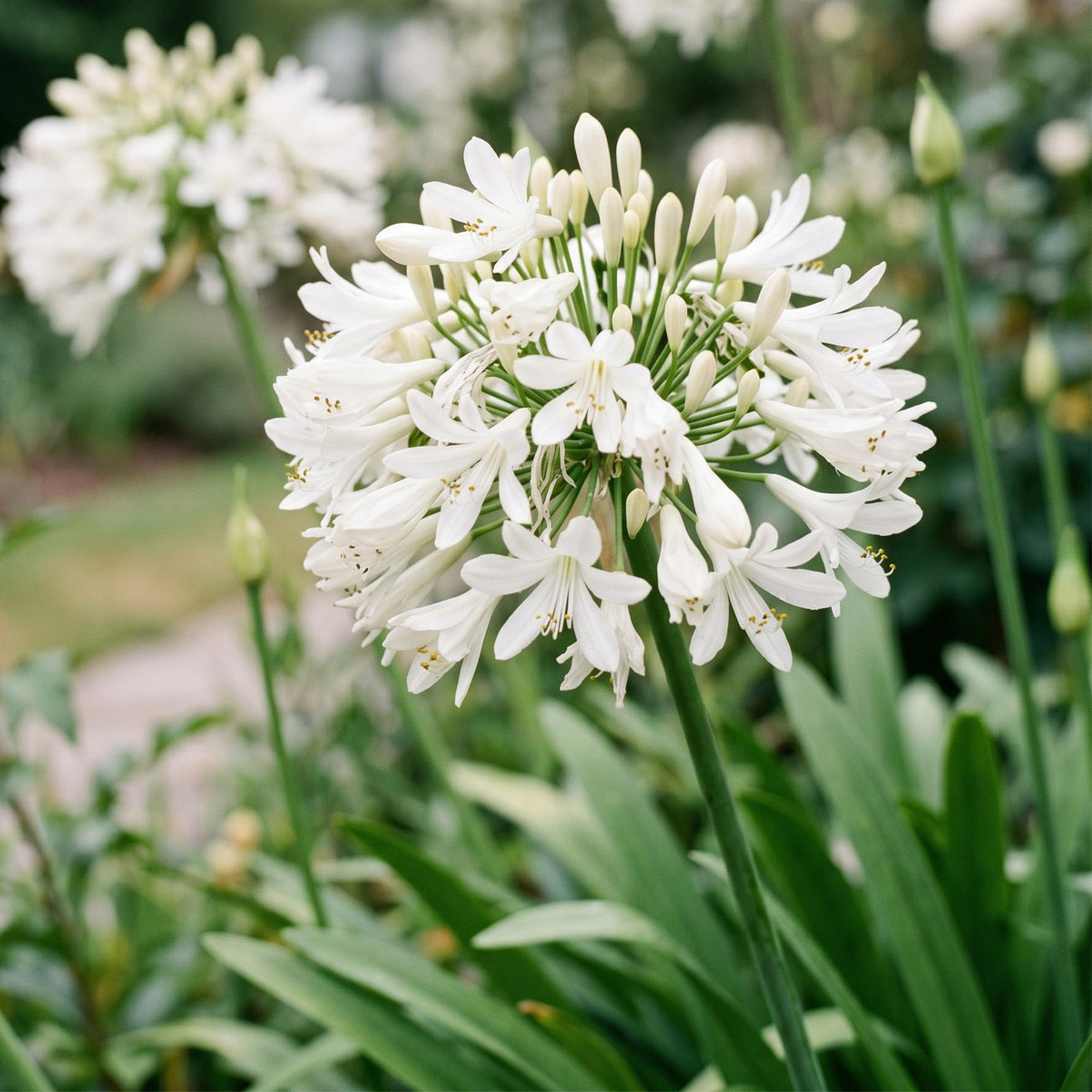 Green boutiQ - Plante vivace - Agapanthus africanus Albus - Agapanthe - Mellifère (abeilles et papillons) - Blanc - 1 plante - Pot 11cm - Hauteur 15-25cm