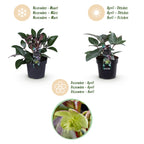 Green boutiQ - Plante de jardin - Rose de Carême - Hellébore lividus Purple Marble - Fleur violette - 1 Plante - Persistante - Pot 14cm Hauteur 35cm