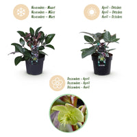 Green boutiQ - Tuinplant - Lenten Rose - Helleborus lividus Purple Marble - Paarse Bloem -1 Plant - Groenblijvend - Pot 14cm Hoogte 35cm