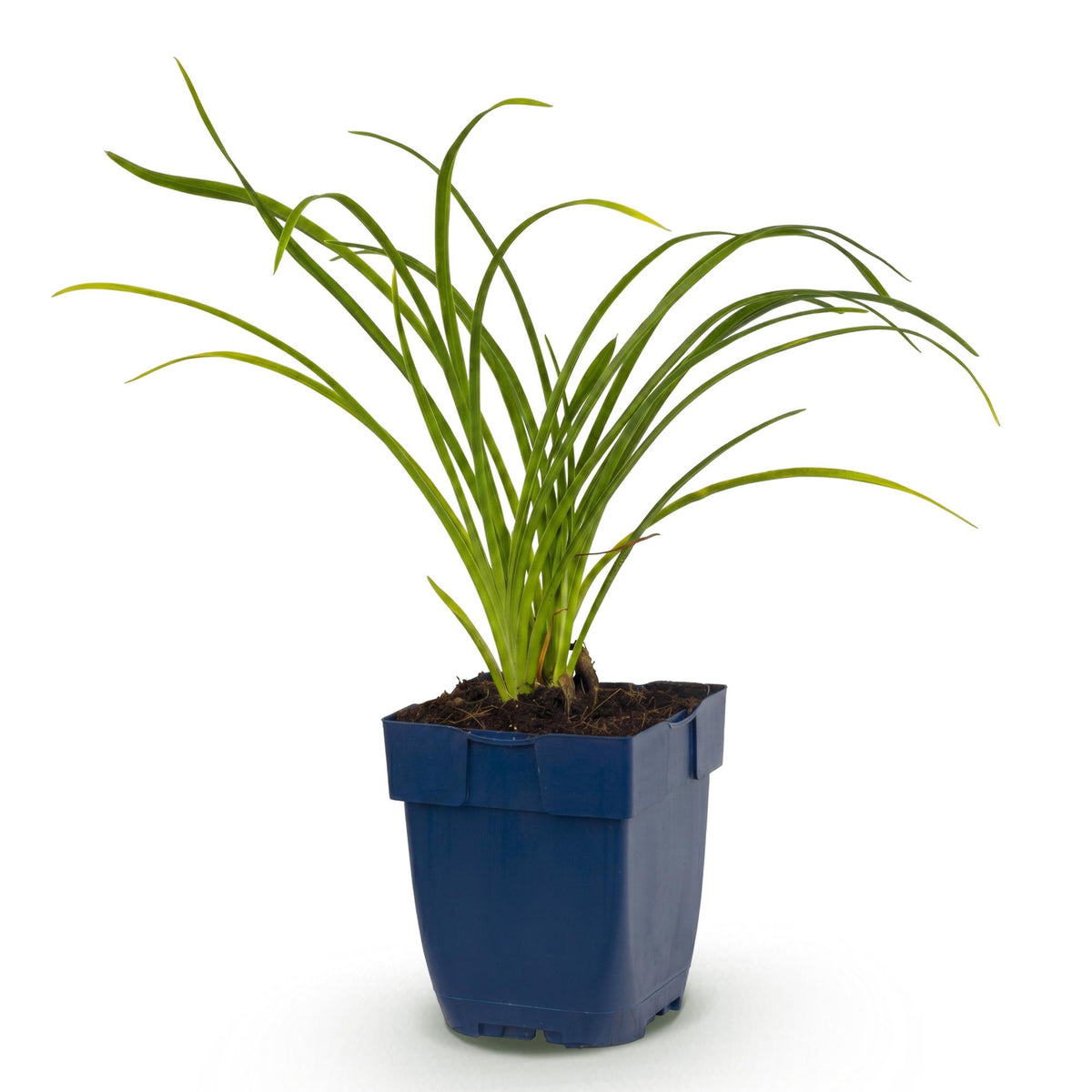 Green boutiQ - Plante vivace - Hemerocallis Stella d'Oro - Hémérocalle - Attire les abeilles et les papillons - Jaune - 1 plante - Pot 11 cm - Hauteur 15-25 cm
