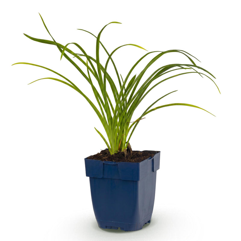 Green boutiQ - Vasteplant - Hemerocallis Stella d'Oro - Daglelie - Bijen en Vlinderlokkers - Geel - 1 Plant - Pot 11cm - Hoogte 15-25cm