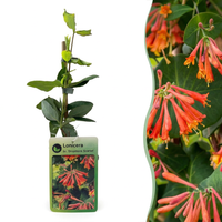 2x Lonicera br. 'Dropmore Scarlet' - Dropmore Scarlet honeysuckle - Red-Yellow - Climber - Ø9cm - ↕35cm