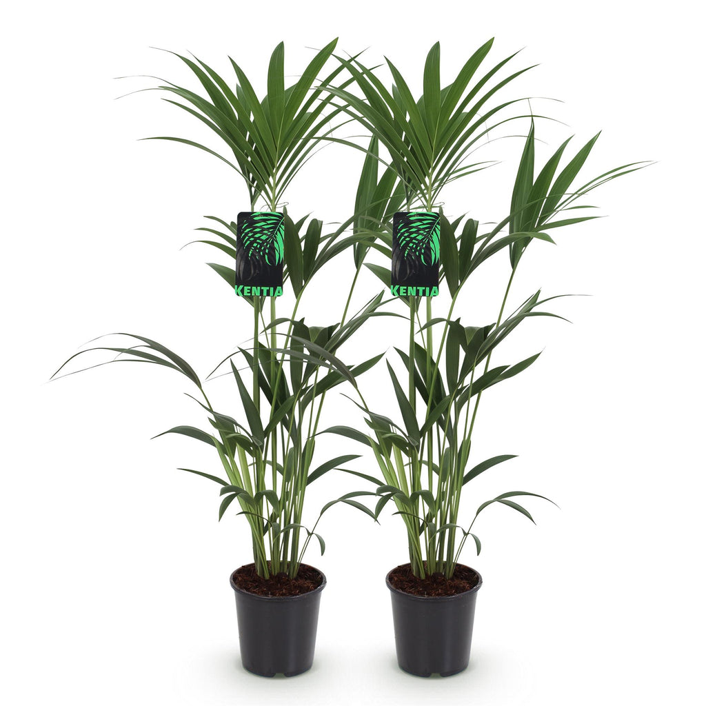 Green boutiQ - Zimmerpflanze - Howea Forsteriana - Kentia-Palme - Pflegeleicht - Grün - 2 Pflanzen - Topf 21cm - Höhe 120-130cm