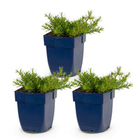 Green boutiQ - Vasteplant - Phlox MacDaniel's Cushion - Vlambloem - Bodembedekkend - Donker Roze - 3 Planten - Pot 11cm - Hoogte 15-25cm