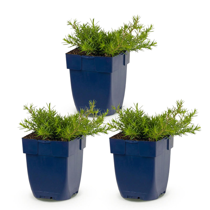 Green boutiQ - Vasteplant - Phlox MacDaniel's Cushion - Vlambloem - Bodembedekkend - Donker Roze - 3 Planten - Pot 11cm - Hoogte 15-25cm