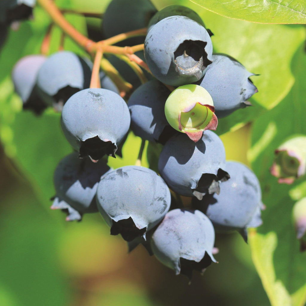 Green boutiQ - Fruit - Vaccinium corymbosum Bluecrop - Myrtillier - Rustique - Myrtille - 2 Plantes - Pot 15cm - Hauteur 50cm