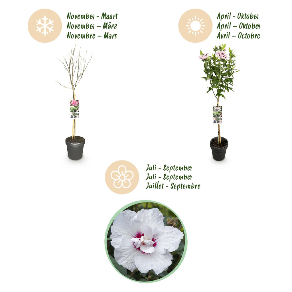 GreenboutiQ - Plante sur tige - Hibiscus syriacus Starburst Chiffon® - Plante de terrasse - Feuilles caduques - Rustique - Fleurs blanc-rose - Pot 19 cm, hauteur 90 cm