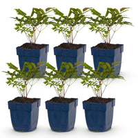 Green boutiQ - Vasteplant - Astilbe Tricolour - Pluimspirea - Schaduw - Paars - Roze - Wit - 6 Planten - Pot 11cm - Hoogte 15-25cm