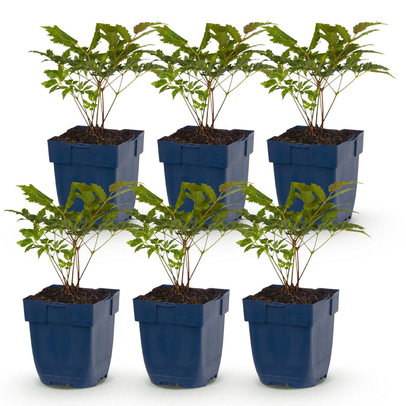 Green boutiQ - Vasteplant - Astilbe Tricolour - Pluimspirea - Schaduw - Paars - Roze - Wit - 6 Planten - Pot 11cm - Hoogte 15-25cm