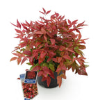 Green boutiQ - Plante d'extérieur - Nandina Blush Pink - Rose foncé - 1 plante - Persistant - Peu d'entretien - Pot 17cm Hauteur 40cm