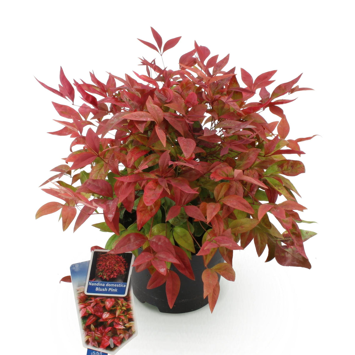 Green boutiQ - Plante d'extérieur - Nandina Blush Pink - Rose foncé - 1 plante - Persistant - Peu d'entretien - Pot 17cm Hauteur 40cm