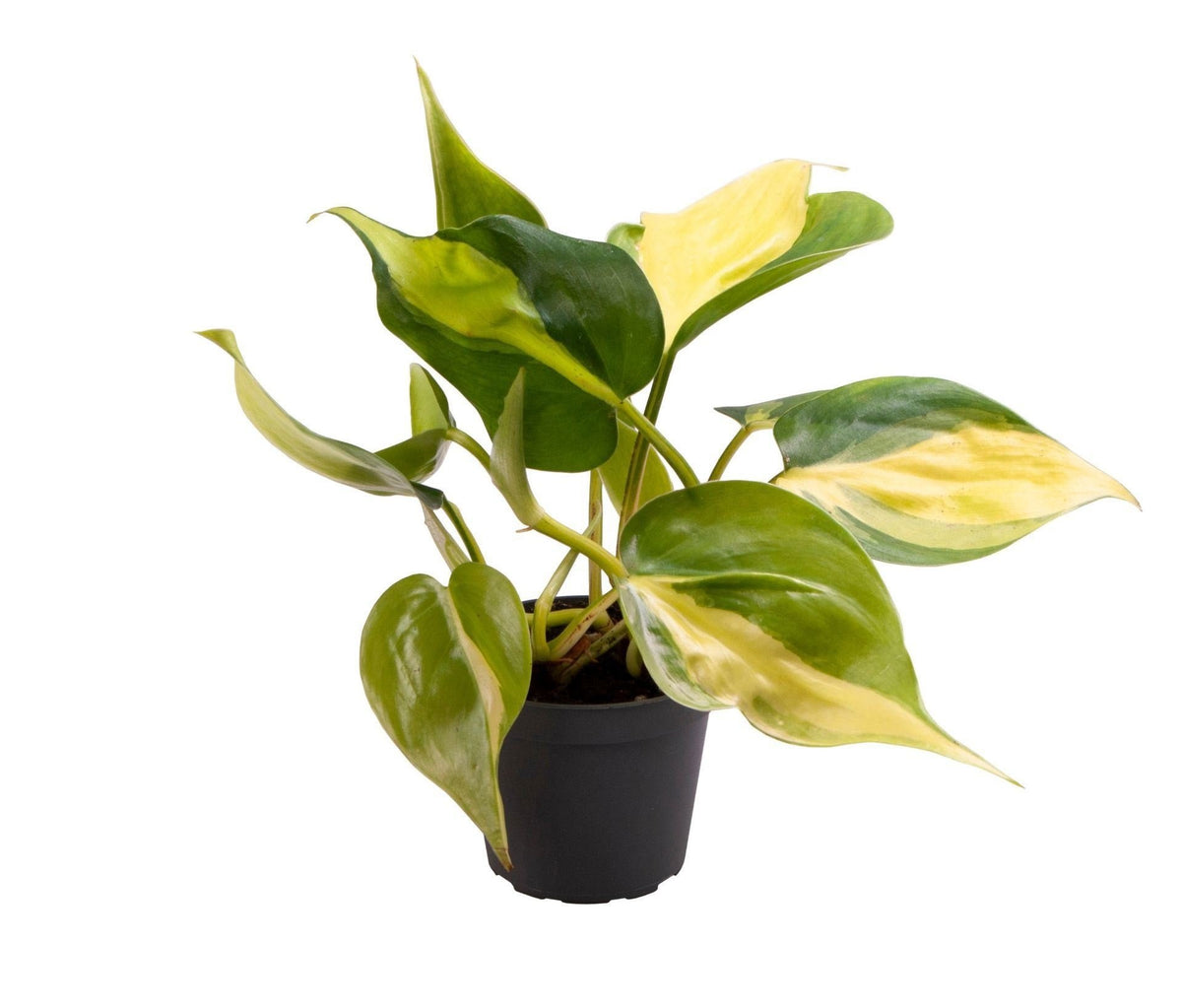 Philodendron Scandens Brazil - Brazil Philodendron - Green - Yellow - Tropical - Ø6cm - ↕12cm