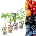 Green boutiQ - Obstpflanzen - Regenbogen - Rote Johannisbeere - Gelbe Himbeere - Schwarze Brombeere - Blaubeere - Winterhart - 4 Pflanzen - Topf 9cm