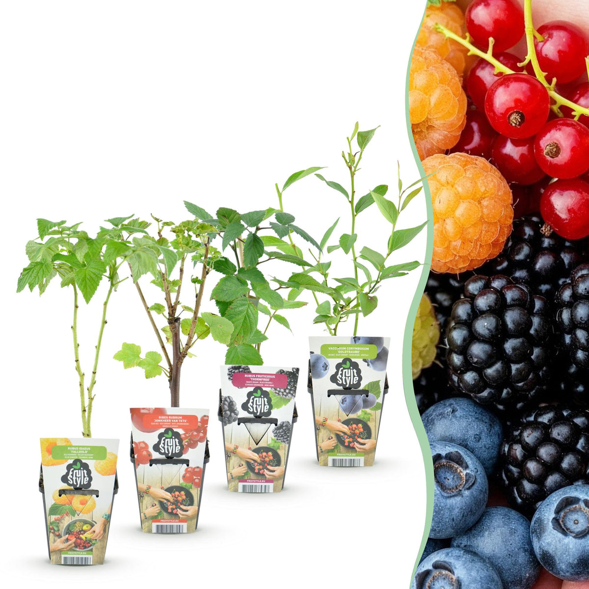 Green boutiQ - Obstpflanzen - Regenbogen - Rote Johannisbeere - Gelbe Himbeere - Schwarze Brombeere - Blaubeere - Winterhart - 4 Pflanzen - Topf 9cm