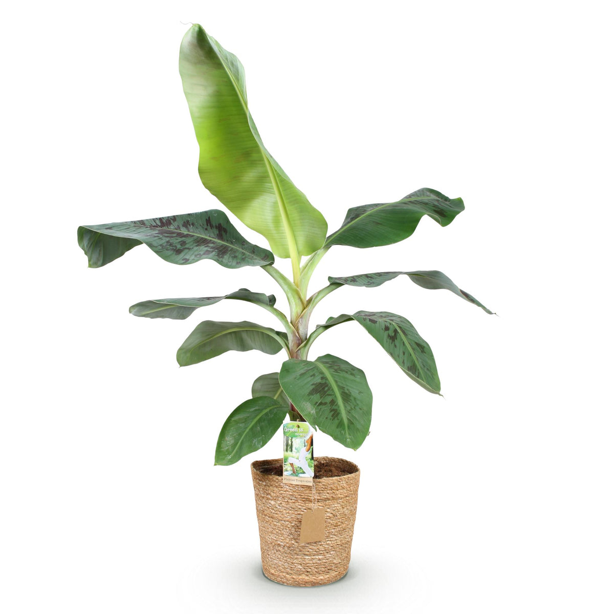 Green BoutiQ - Green is... Plantes d'intérieur - Musa acuminata Dwarf Cavendish - Bananier - Peu d'entretien - avec panier - Vert - 1 plante - Pot 21cm - Hauteur 70-75cm