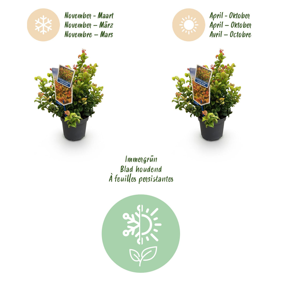 Green boutiQ - Gartenpflanze - Leucothoe Curly Duo - Gelb & Rot - 2 Pflanzen - Immergrün - Pflegeleicht - Topf 17cm Höhe 40cm