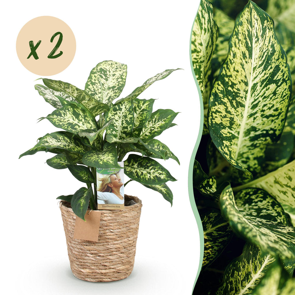 Green BoutiQ - Green is... Plantes d'intérieur - Dieffenbachia Compacta - Dieffenbachia - Peu d'entretien - avec panier - Vert - 2 plantes - Pot 17cm - Hauteur 45-50cm