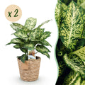 Green BoutiQ - Green is... Plantes d'intérieur - Dieffenbachia Compacta - Dieffenbachia - Peu d'entretien - avec panier - Vert - 2 plantes - Pot 17cm - Hauteur 45-50cm