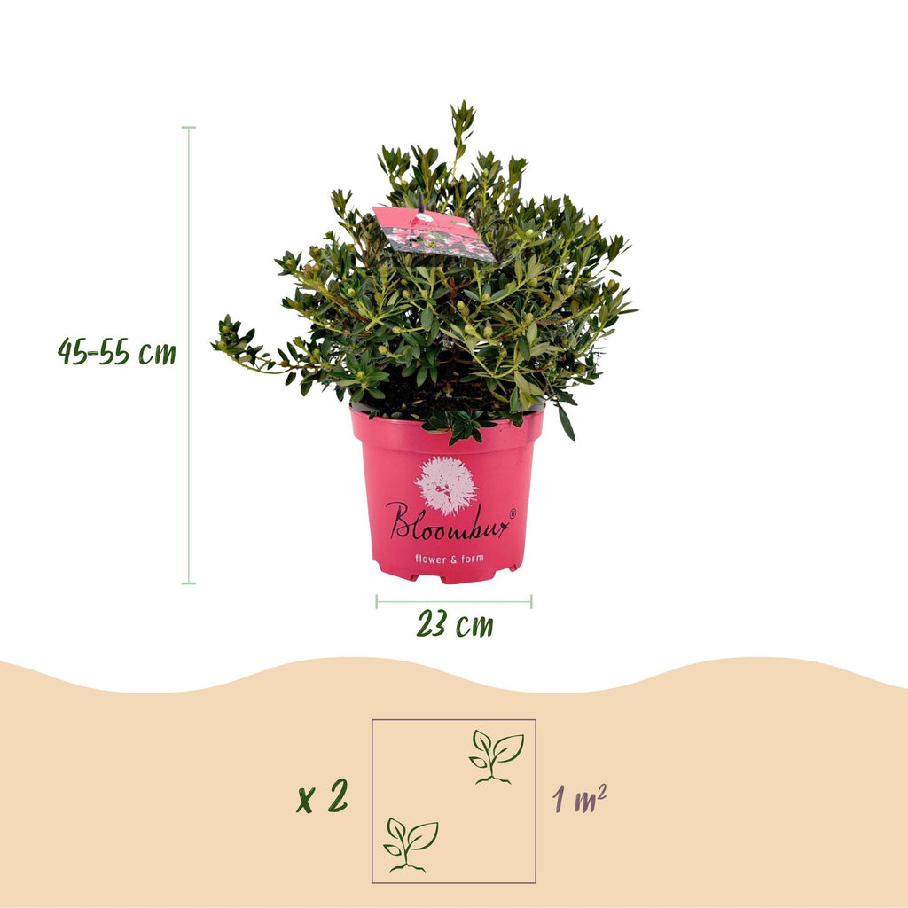 Green boutiQ - Zwerg-Rhododendron - Rhododendron Bloombux Magenta - Blühender Buchsbaum - Pflegeleicht - Rosa Blüte - 1 Pflanze - Topf 23cm - Höhe 45-55cm
