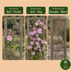 6x Clematis mont. 'Mayleen' - Clématite des montagnes - Rose clair - Grimpante - Ø9cm - ↕35cm
