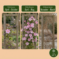 6x Clematis mont. 'Mayleen' - Mountain clematis - Light Pink - Climber - Ø9cm - ↕35cm