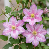Clematis Piilu - Bosrank - Wit - Roze - Klimplant - Ø9cm - ↕35cm