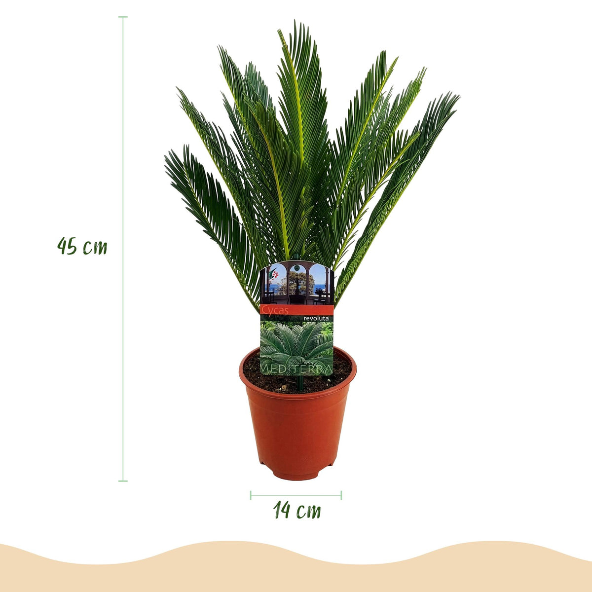 Green boutiQ - Plante d'intérieur - Cycas revoluta - Palmier sagou - Faible entretien - Vert - 2 - Pot 15cm - Hauteur 45-55cm
