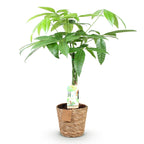 Green BoutiQ - Green is... Plantes d'intérieur - Pachira Aquatica tronc tressé - Arbre à argent - Entretien facile - avec panier - Vert - 1 plante - Pot 17cm - Hauteur 60-70cm