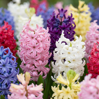 80x Hyacinthus mix - Hyacint mix - Diversen - Voorjaarsbloeier - Bolmaat 14/15
