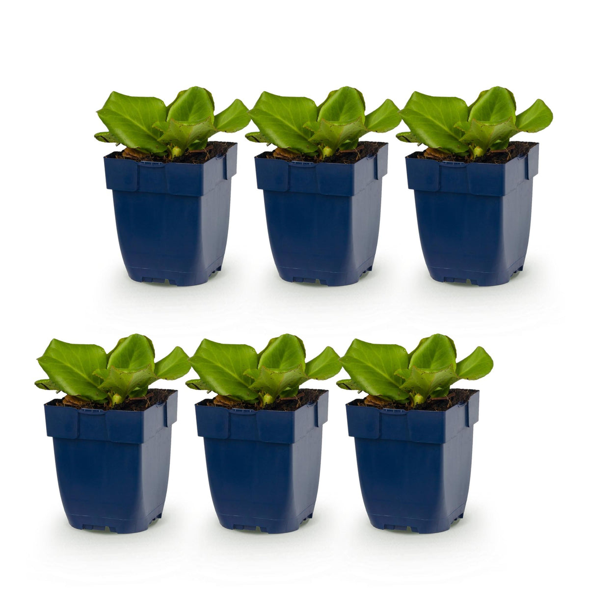 Green boutiQ - Vasteplant - Bergenia cordifolia - Schoenlappersplant - Schaduw - Roze - 6 Planten - Pot 11cm - Hoogte 15-25cm