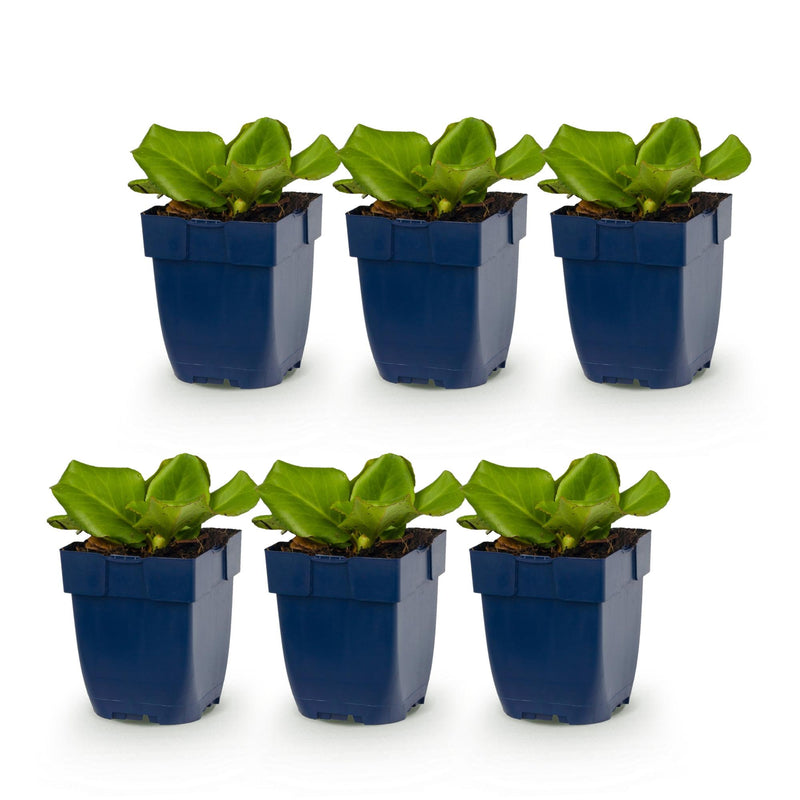 Green boutiQ - Vasteplant - Bergenia cordifolia - Schoenlappersplant - Schaduw - Roze - 6 Planten - Pot 11cm - Hoogte 15-25cm