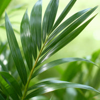 Green boutiQ - Kamerplant - Howea Forsteriana - Kentia Palm - Weinig Onderhoud - Groen - 1 Plant - met Potter Wit - Pot 21cm - Hoogte 120-130cm