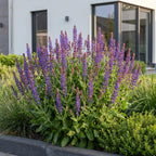 Green boutiQ - Stauden - Salvia nem. 'Sensation Deep Blue' - Steppensalbei - Bienen- und Schmetterlingsmagnet - Lila - 6 Pflanzen - Topf 11cm - Höhe 15-25cm
