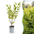 Green boutiQ - 40x Ligustrum ovalifolium Aureum - Gold-Liguster - Heckenpflanzen - Immergrün - Bunt - Topf 9cm - Höhe 35-45cm