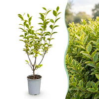 Green boutiQ - 40x Ligustrum ovalifolium Aureum - Bontbladige Liguster - Haagplanten - Groenblijvend - Bont - Pot 9cm - Hoogte 35-45cm