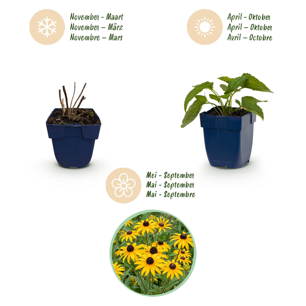 Green boutiQ - Stauden - Rudbeckia fulg. Goldsturm - Gewöhnlicher Sonnenhut - Bienen- und Schmetterlingsmagnet - Gelb - 6 Pflanzen - Topf 11 cm - Höhe 15-25 cm