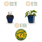 Green boutiQ - Stauden - Rudbeckia fulg. Goldsturm - Gewöhnlicher Sonnenhut - Bienen- und Schmetterlingsmagnet - Gelb - 6 Pflanzen - Topf 11 cm - Höhe 15-25 cm