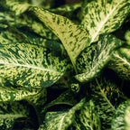 Green BoutiQ - Green is... Plantes d'intérieur - Dieffenbachia Compacta - Dieffenbachia - Peu d'entretien - avec panier - Vert - 1 Plante - Pot 17cm - Hauteur 45-50cm