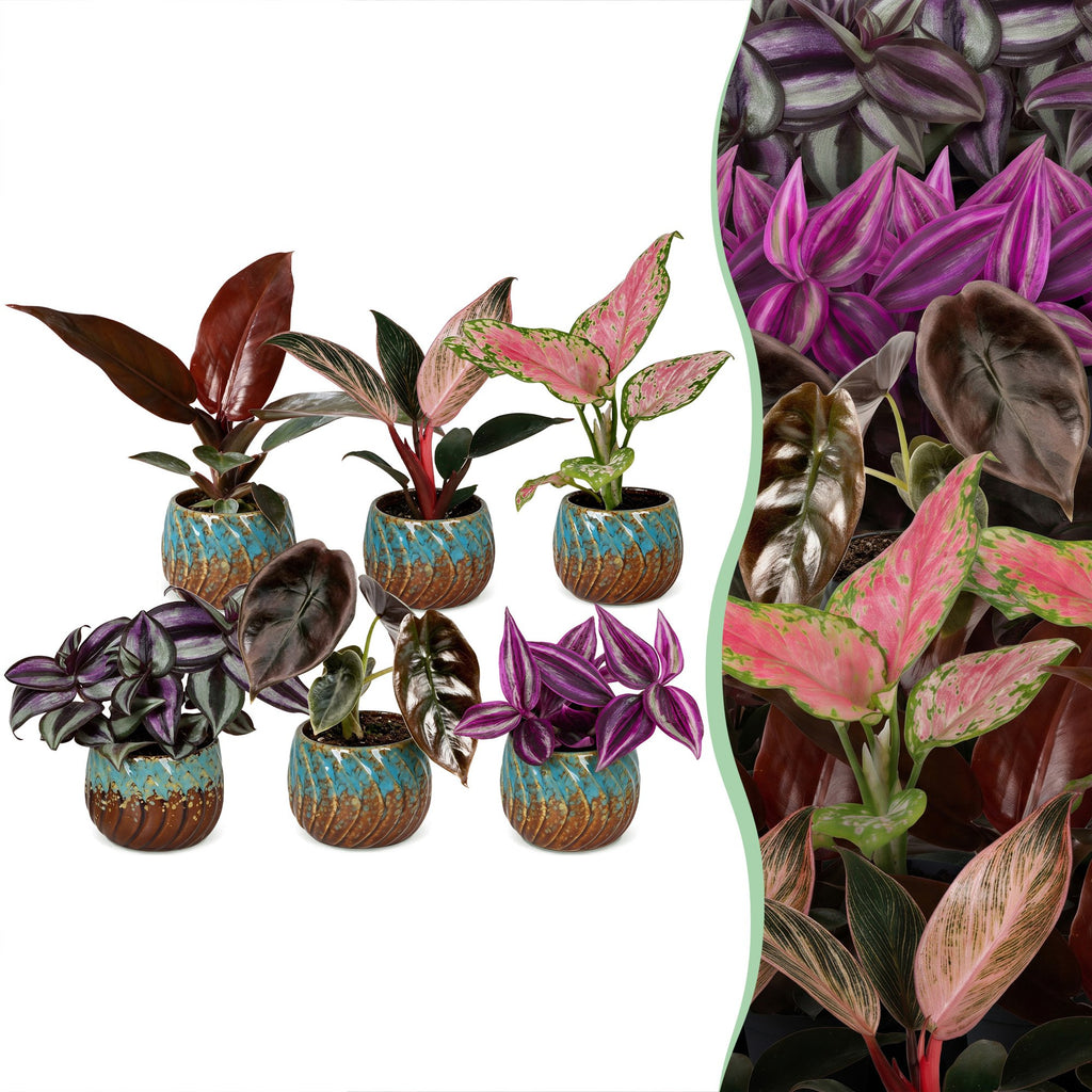 6x Baby Paradise Mix - Various colours - Tropical - incl. Copper Reef - Ø6cm - ↕10-15cm